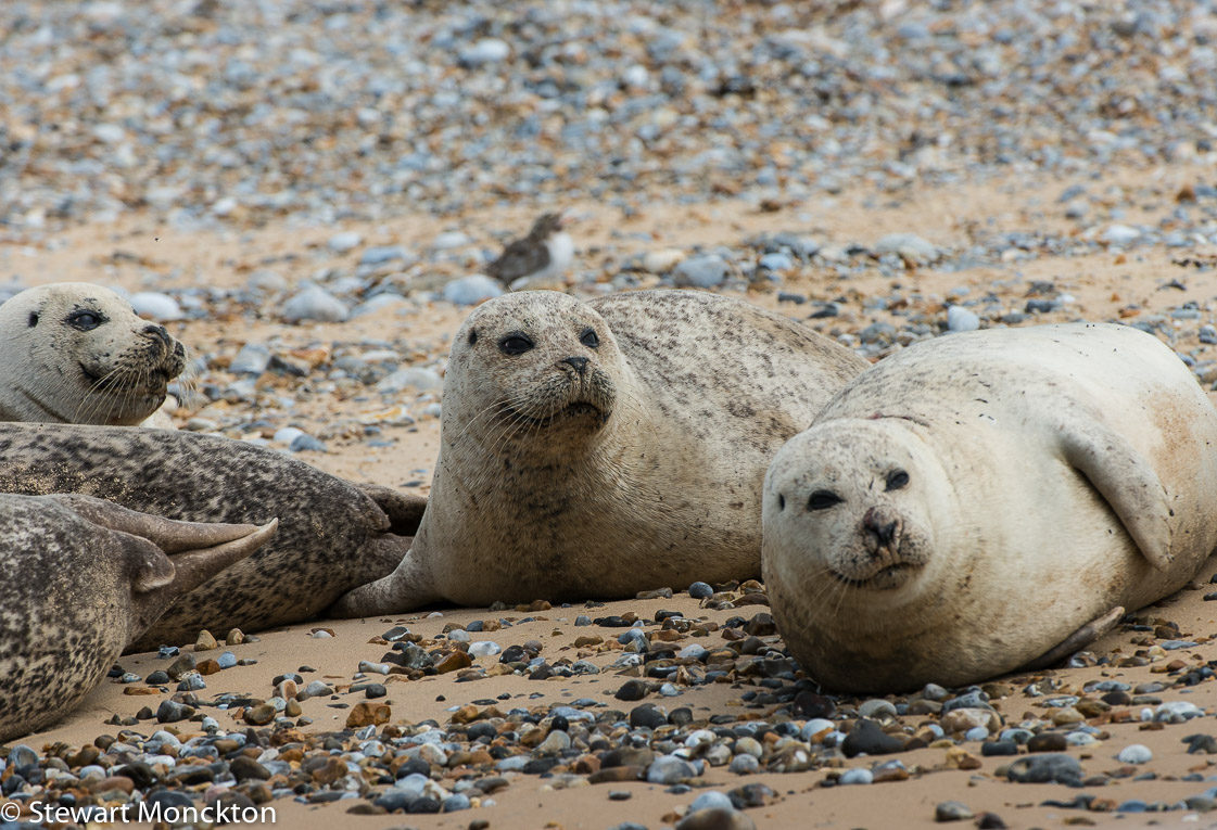 Paying Ready Attention Photo Gallery Blubber at Blakeney Point