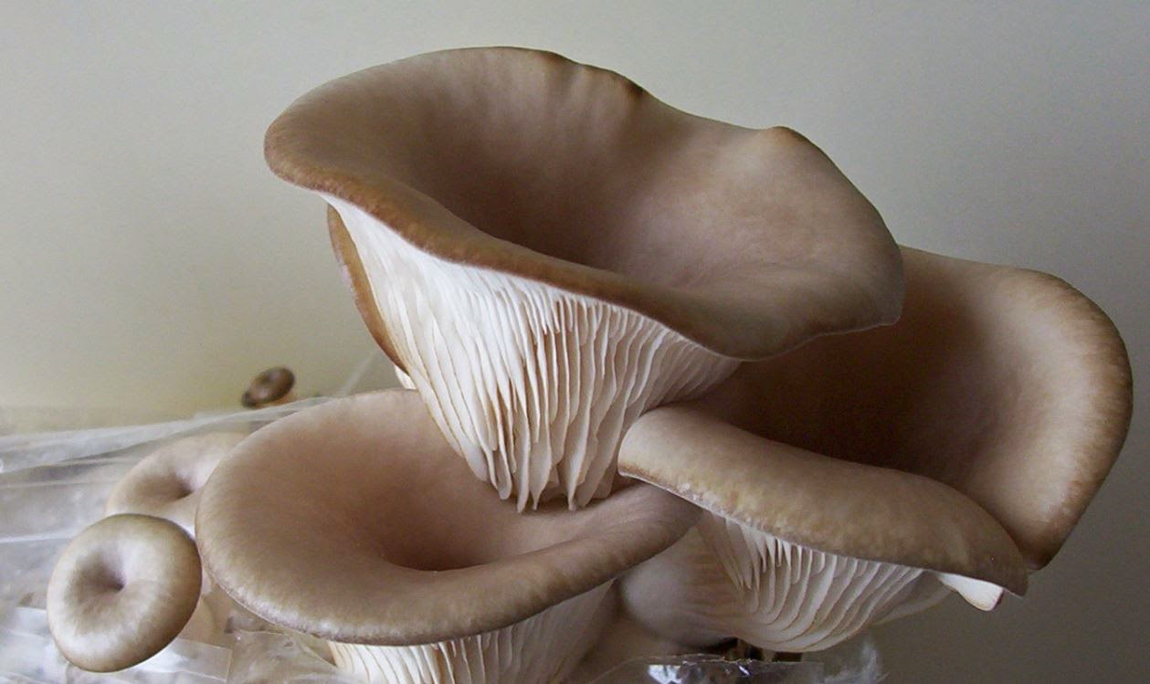 Grow your own mushrooms How to grow oyster mushrooms