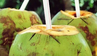 kelapa muda hijau