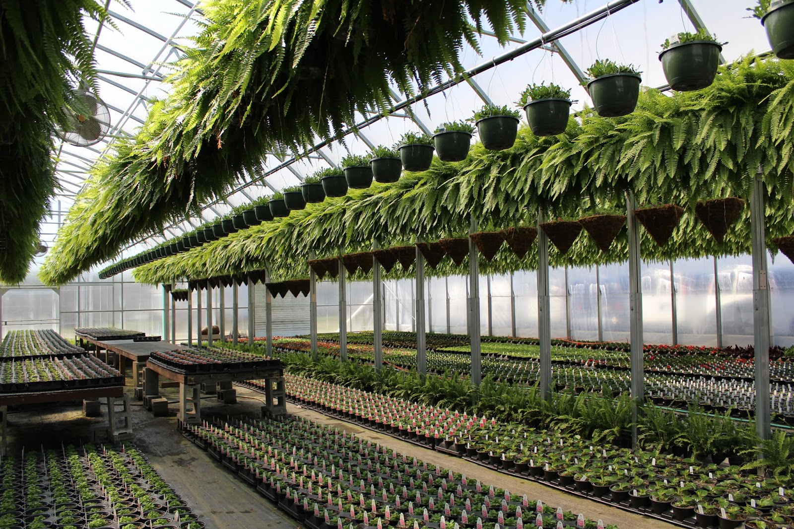 FORT THOMAS MATTERS Fort Thomas Florist & Greenhouses A History of