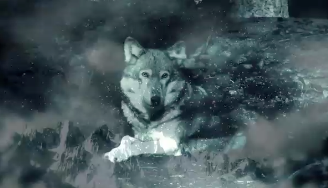 Seven wolves. Волк Геншин. 100 Процентный волк. Стопроцентный волк.