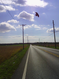 Bird flies overhead after I pass on a long straight road in Maryland. (Narrative Clip photo)