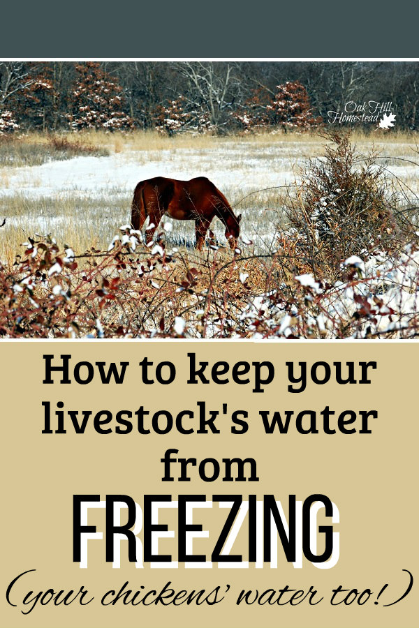 How To Keep Livestock Water From Freezing Oak Hill Homestead