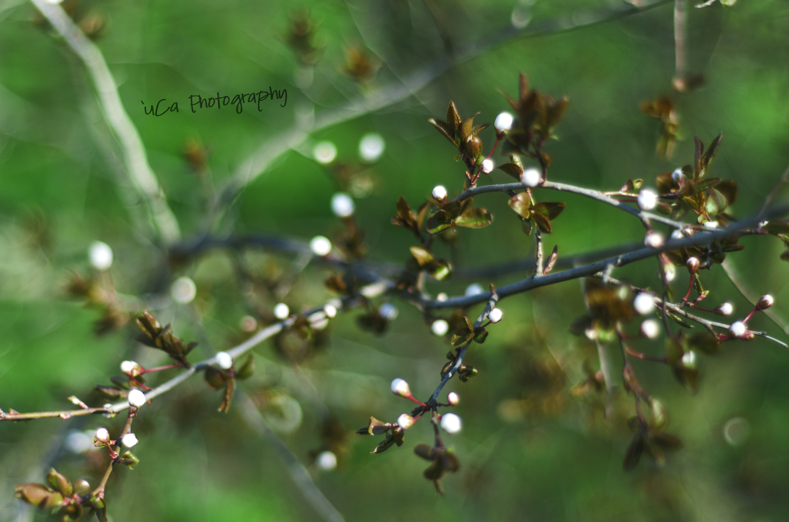 blooming trees