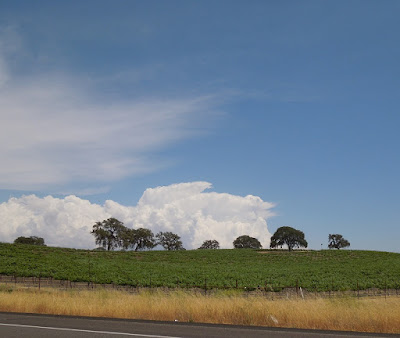 Clouds, Oaks, Vineyard, on Hwy 46 W, Paso Robles, © B. Radisavljevic