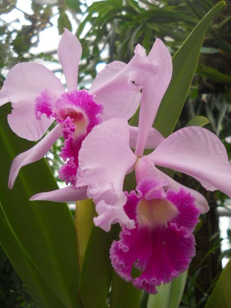 STORCZYKARNIA Zamek w Łańcucie. Gdy chcesz komuś podarować kwiat o zapachu śmierdzących skarpet …