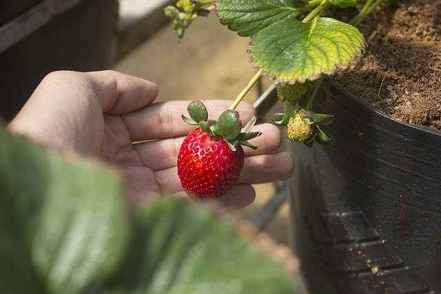 gambar buah strawberry