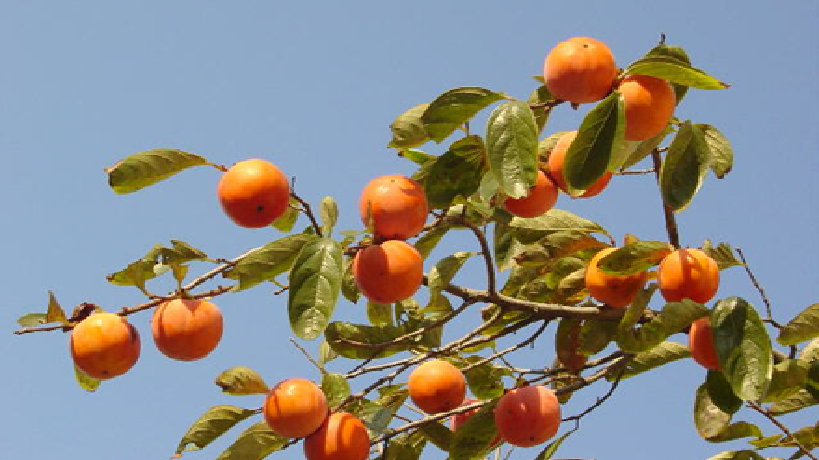 Persimmon cultivation - General Agriculture