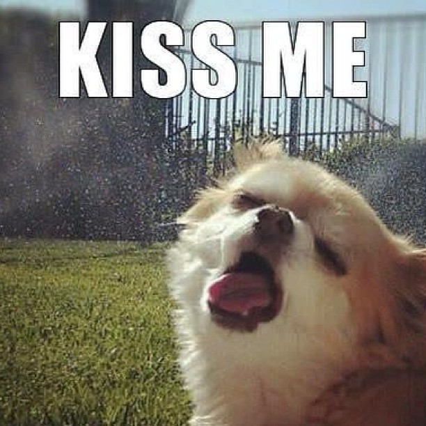 MissK's World... Sloppy Kisses