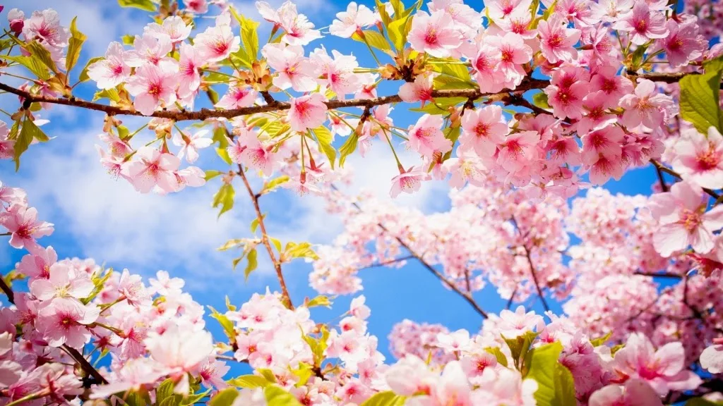 10 Gambar Wallpaper Bunga Sakura  Gambar Top 10