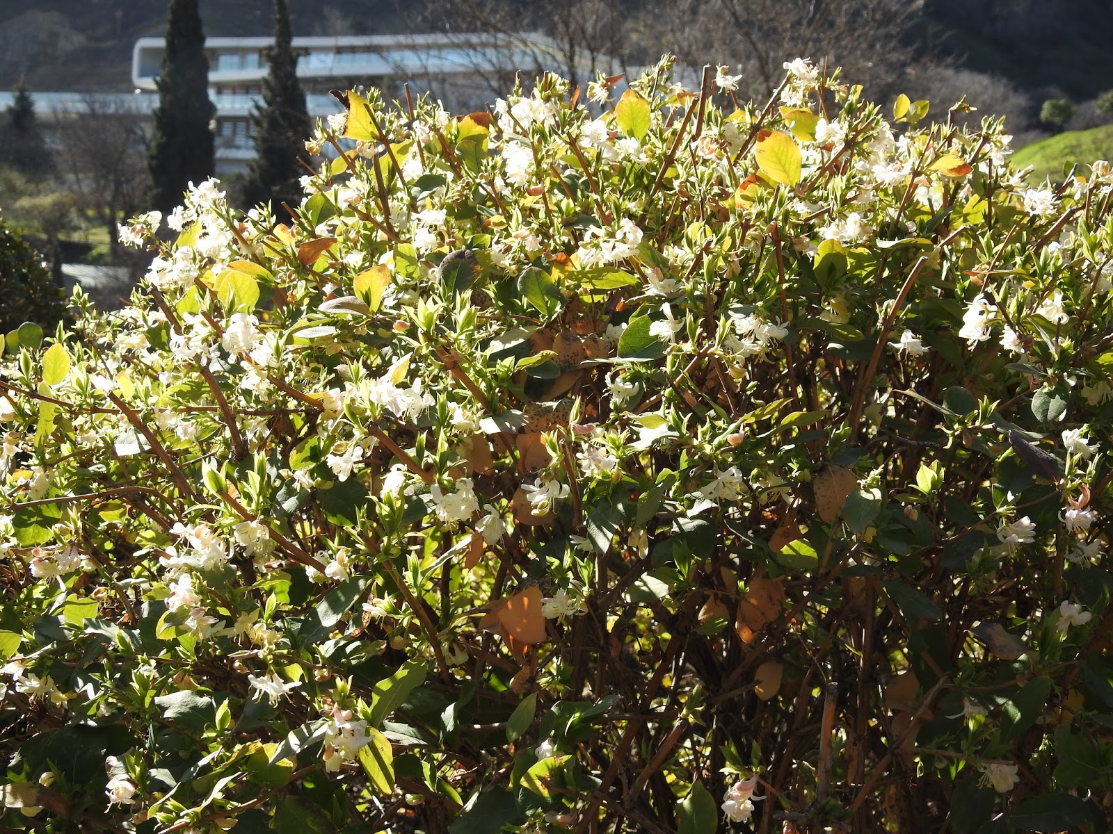 Feast Or Famine Winter Honeysuckle The Lonicera Fragrantissima