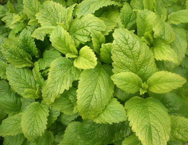 Lemon balm