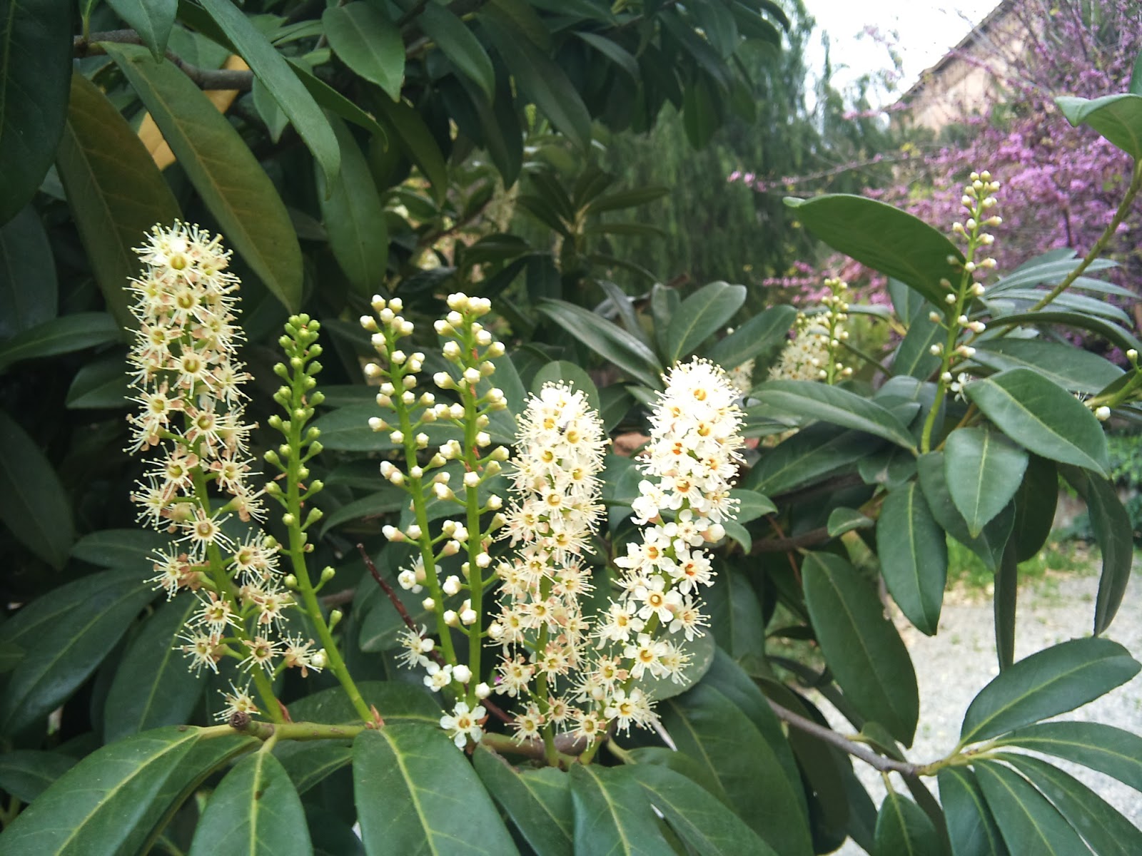 Árboles con alma Laurel real. Laurelcerezo. Laurel romano (Prunus
