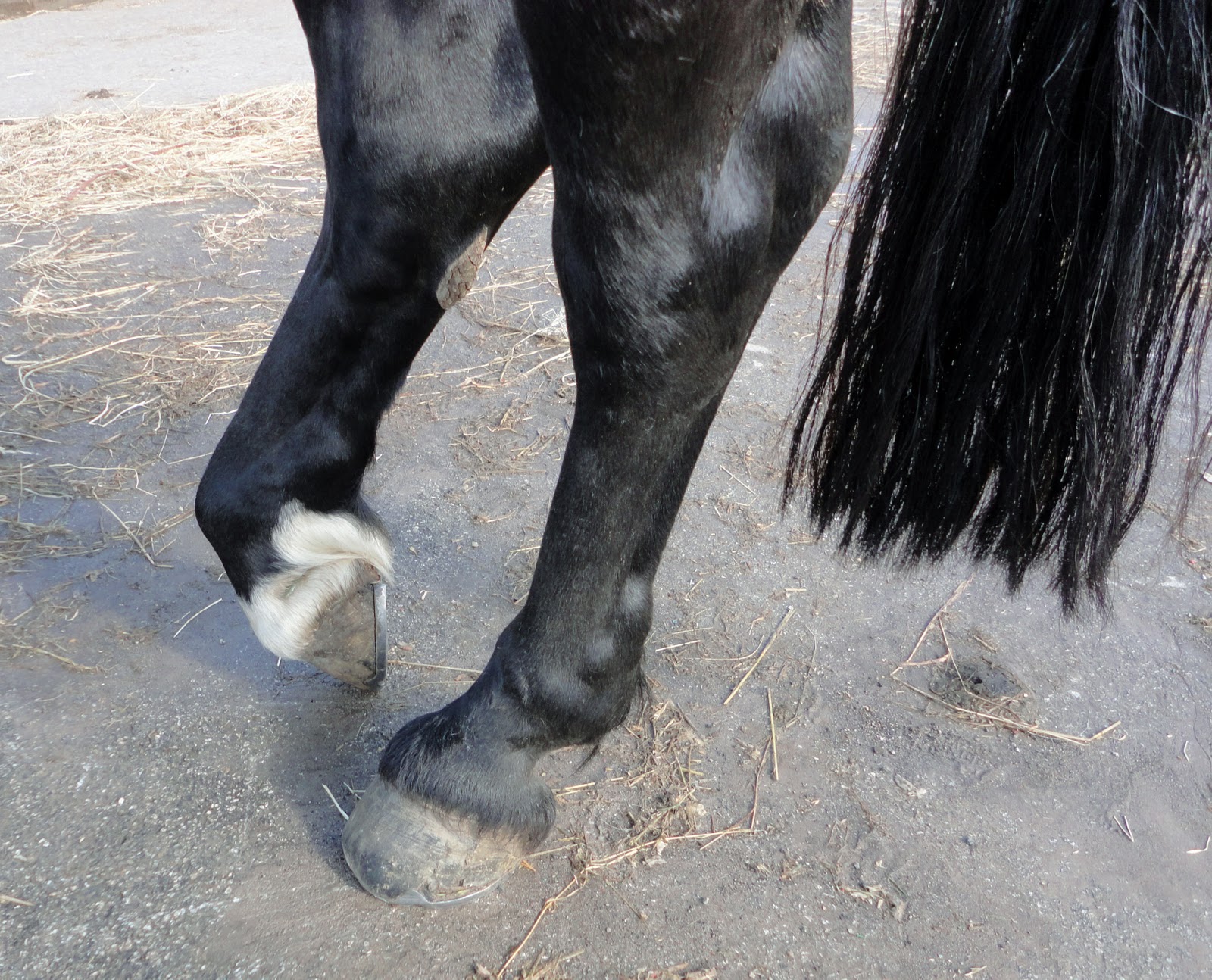 The Horse Talker Tendon Injury?