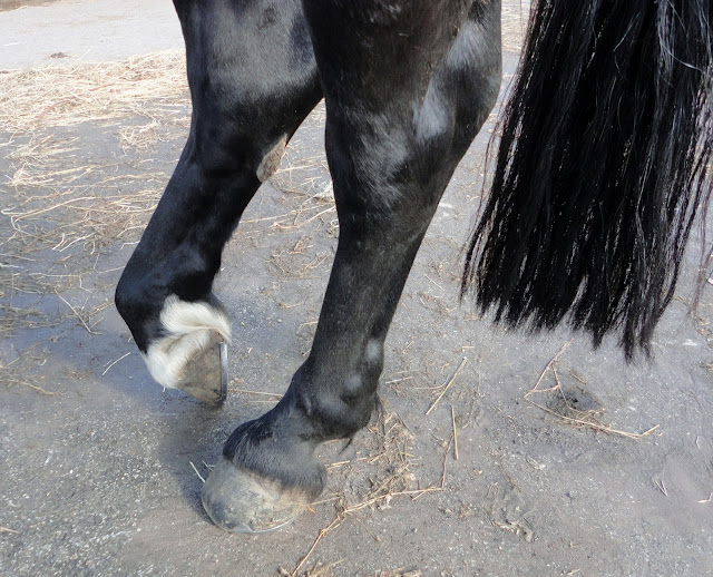The Horse Talker Tendon Injury?
