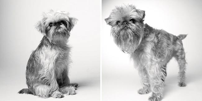 Dog Years: Pictures Of Aging Dogs That Will Make Dog Lovers Cry - Briscoe: One year and 10 years