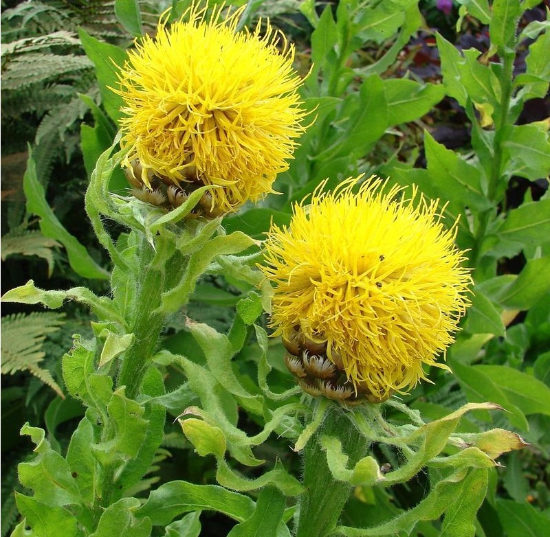 Beauty Of Flowers Bighead Knapweed