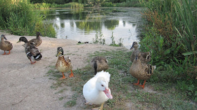 Ànecs de l'ullal de l'Estany