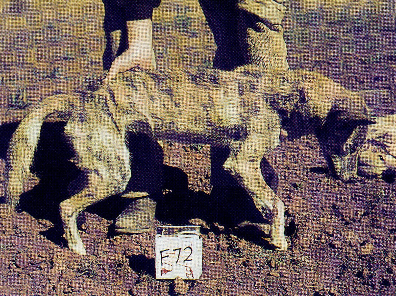Malcolm's Musings: Cryptozoology: Thylacine Fever in the Wonthaggi District