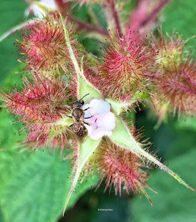 wineberry blossom, Rubus phoenicolasius, with sweat bee, macro