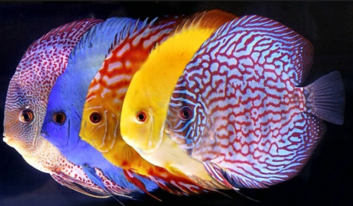 Beberapa Jenis Ikan Hias Air Tawar Bernilai Ekonomi Tinggi Yang