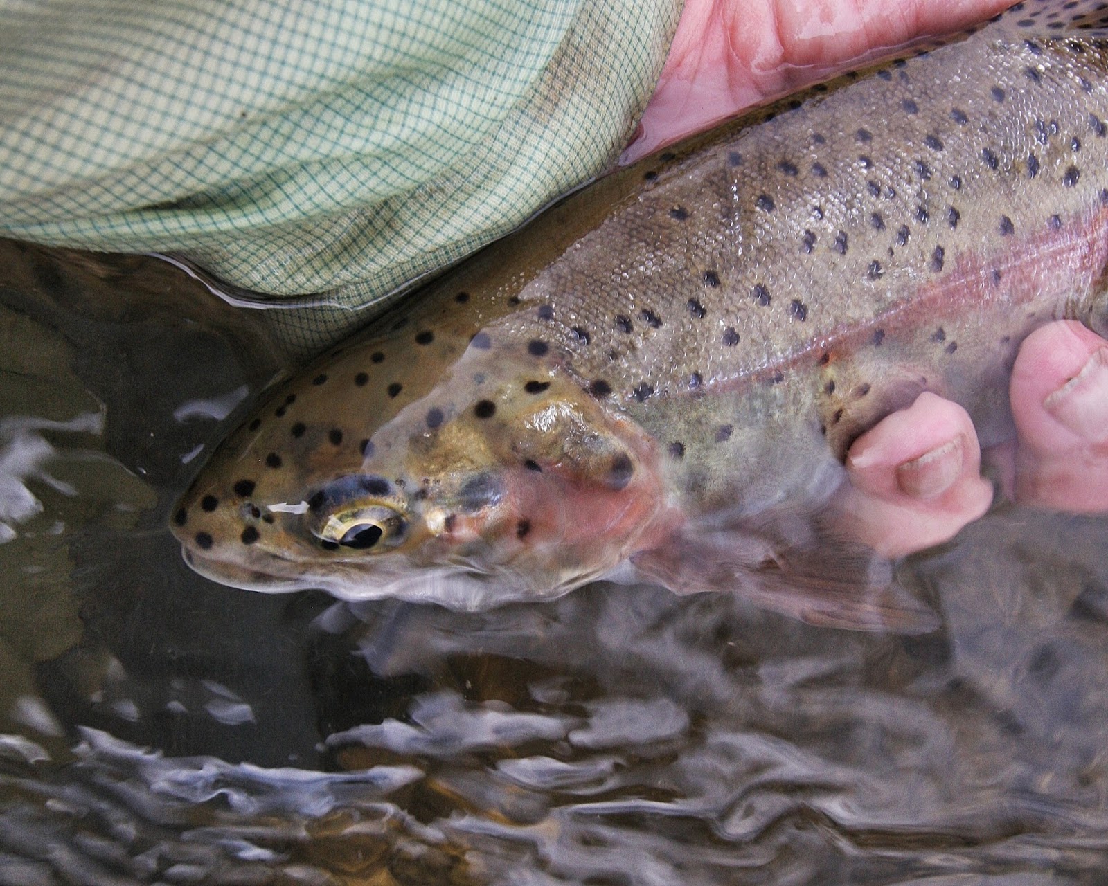 Fly Paper Big Trout in Small Streams Nothing Finer!