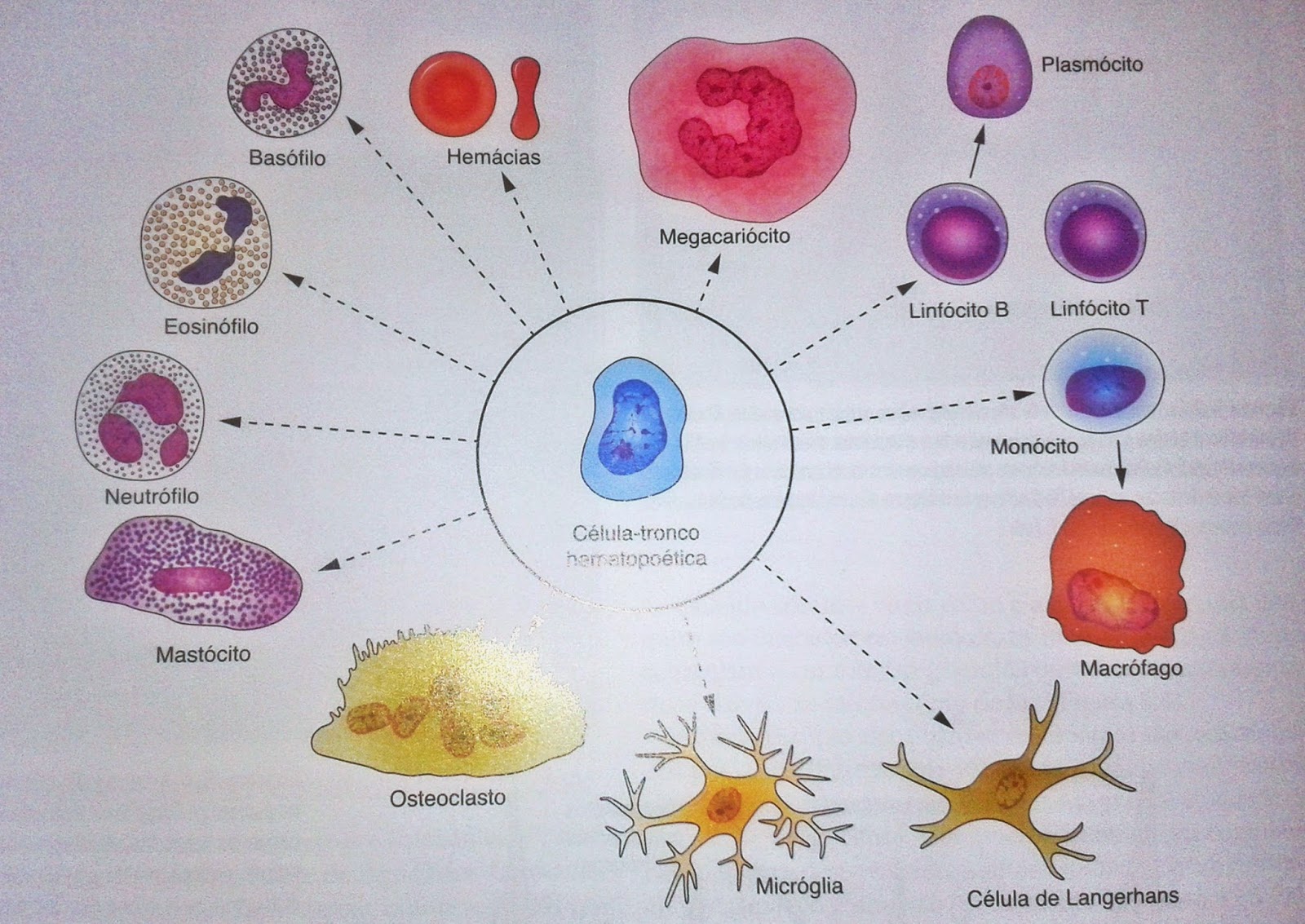 Sao Exemplos De Celulas Presentes No Tecido Cartilaginoso