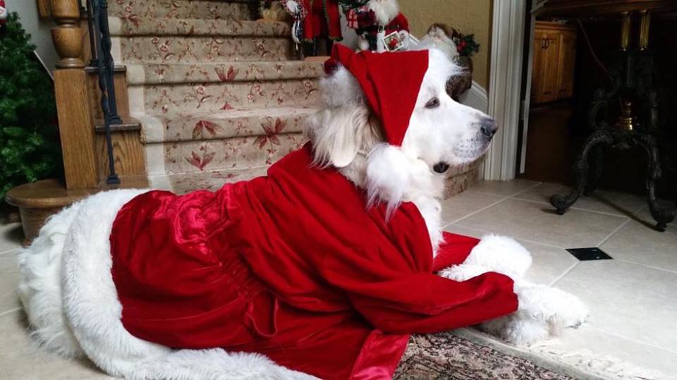 purina pro plan and dcm