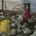 Bisnis Ayam Potong Kian Cerah Dan Menguntungkan