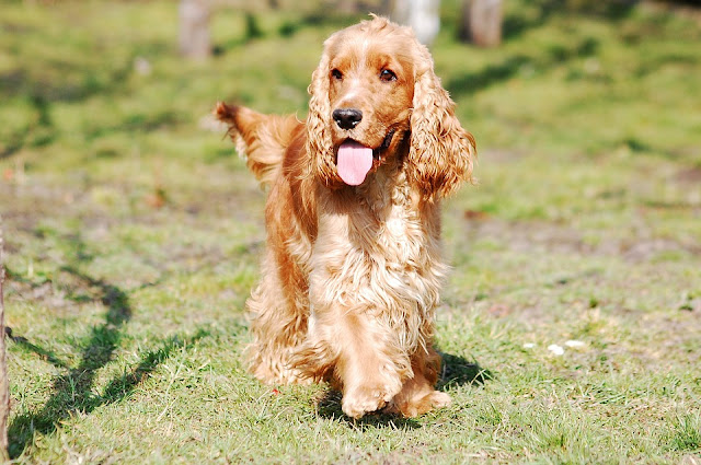 COCKER SPANIEL