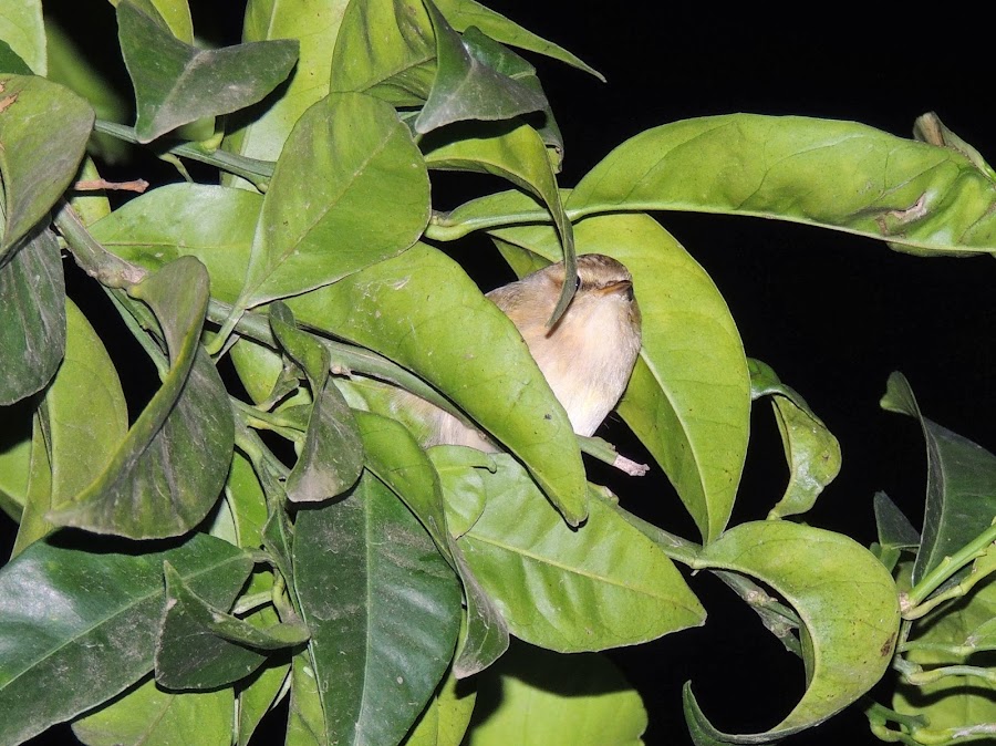 PHYLLOSCOPUS COLLYBITA