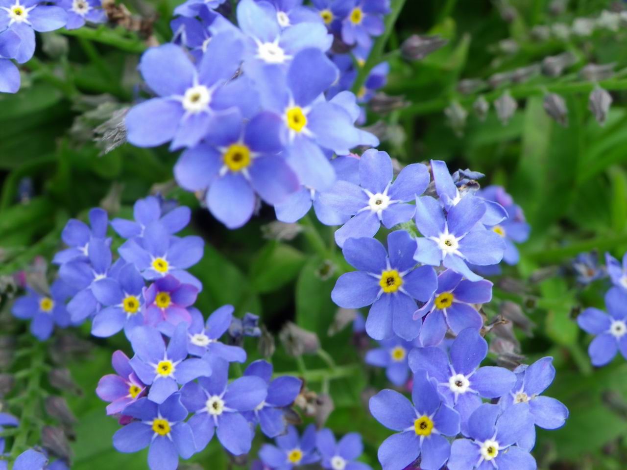 Les myosotis
