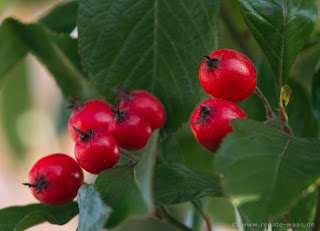 Baum für den Garten - Fruchtschmuck im Winter - rote Beeren