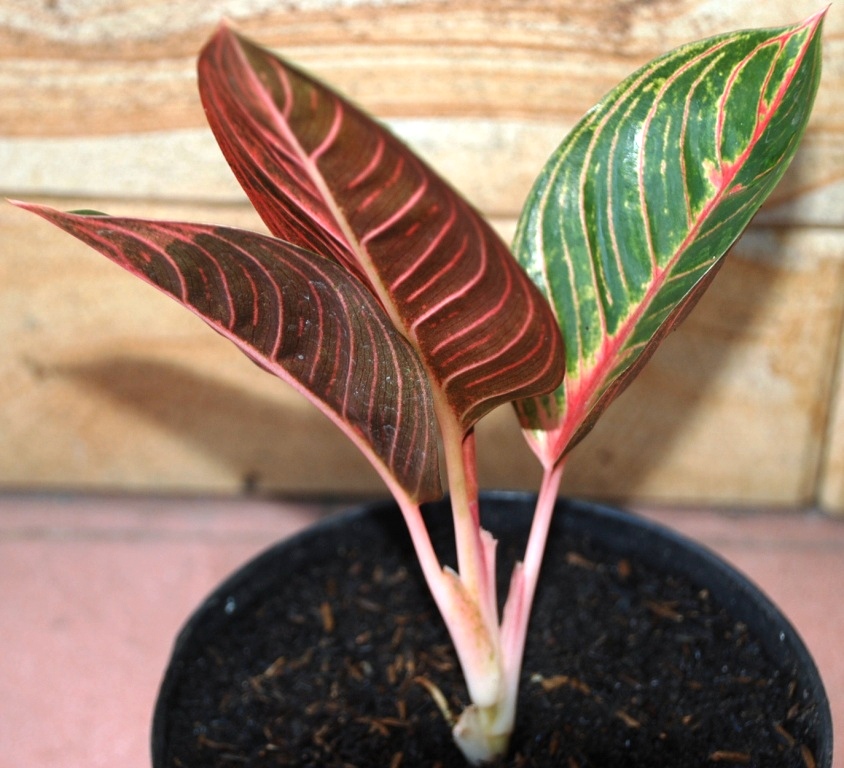 Аглаонема блэк суматра. Аглаонема зебра. Аглаонема флн011. Аглаонема ванилла. Аглаонема 10 karat.
