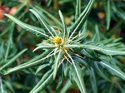 Spiny Cocklebur Herb