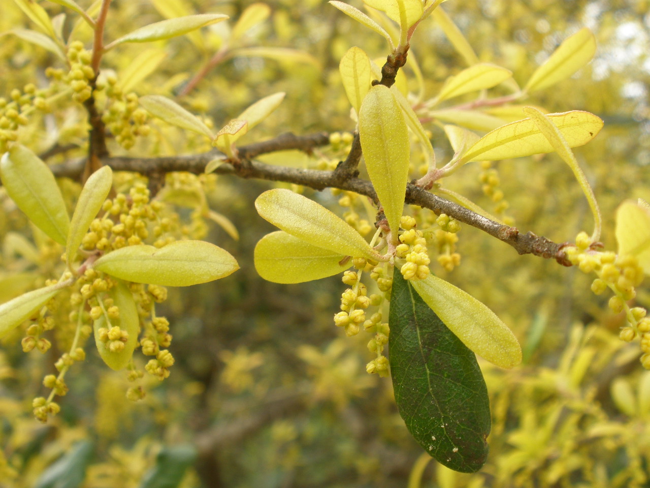 MARIETTE'S BACK TO BASICS {Our Golden Live Oak 'Quercus Virginiana Grand View Gold' with Catkins}