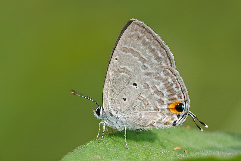 Butterflies Of Singapore Butterflies Galore Forget Me Not