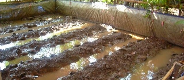 Tips Sukses Cara Ternak Belut untuk Pemula