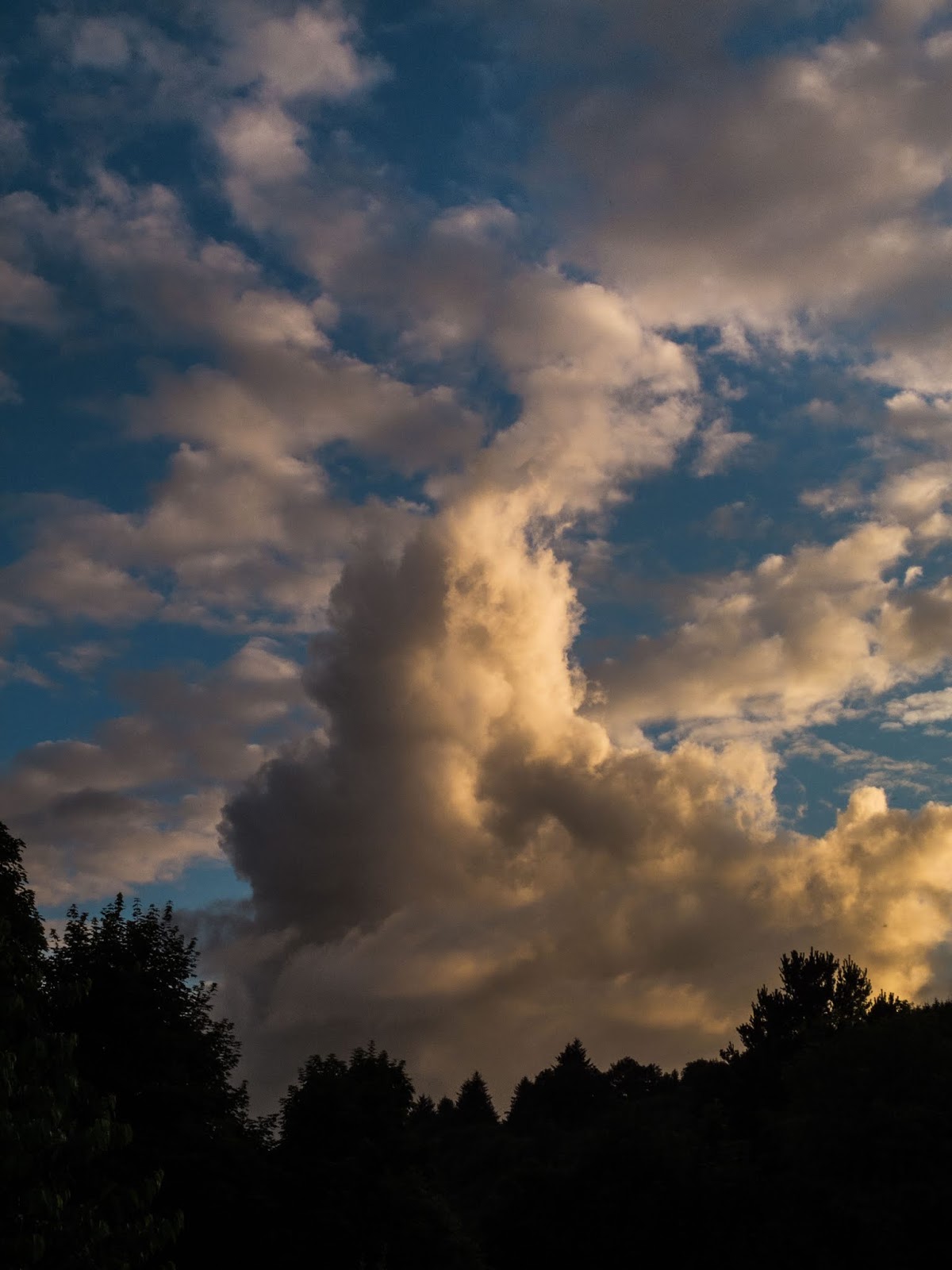 A tree landscape with a big and fluffy sunset cloud on a blue sky.