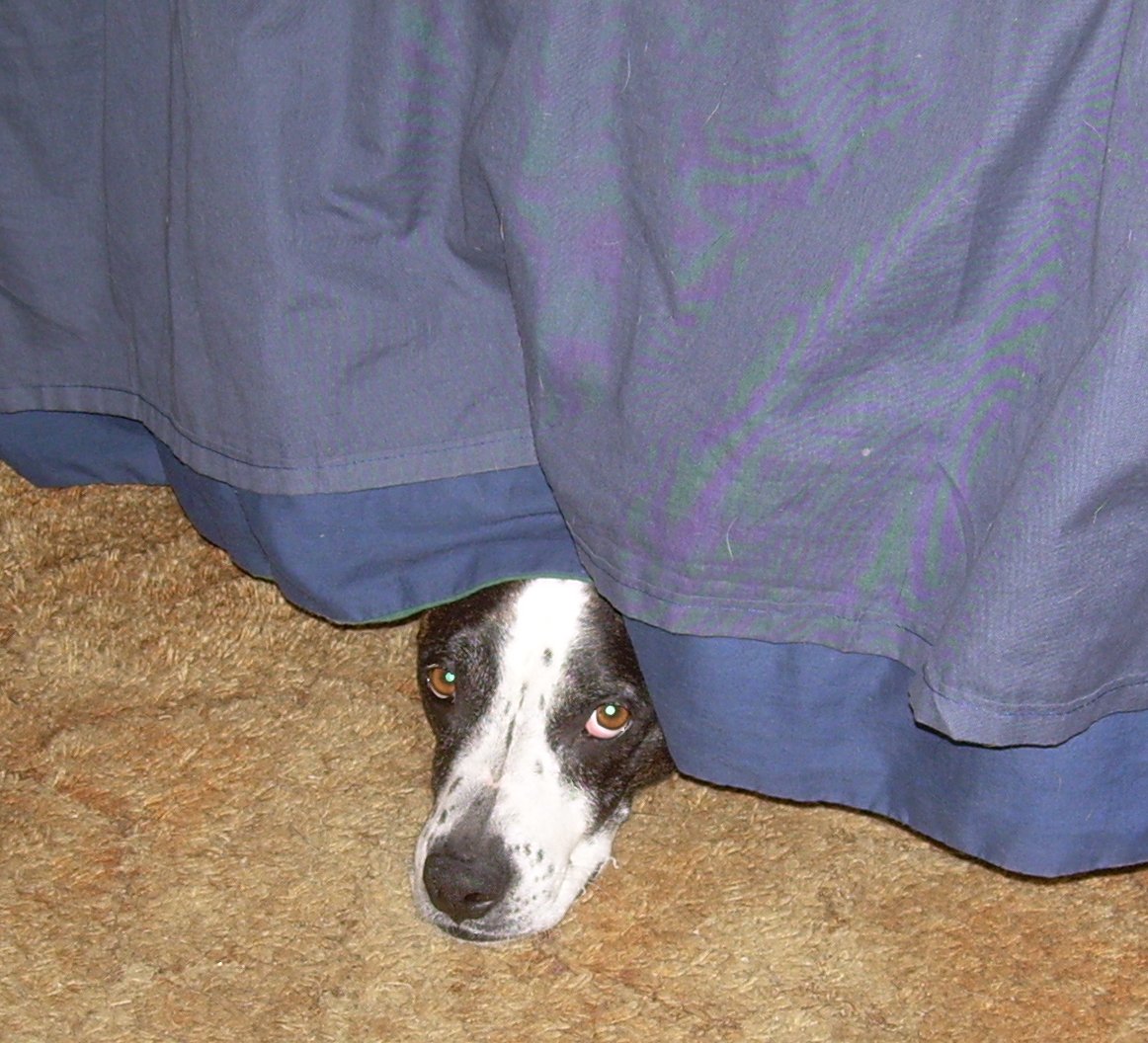 Why Do Puppies Howl At Night