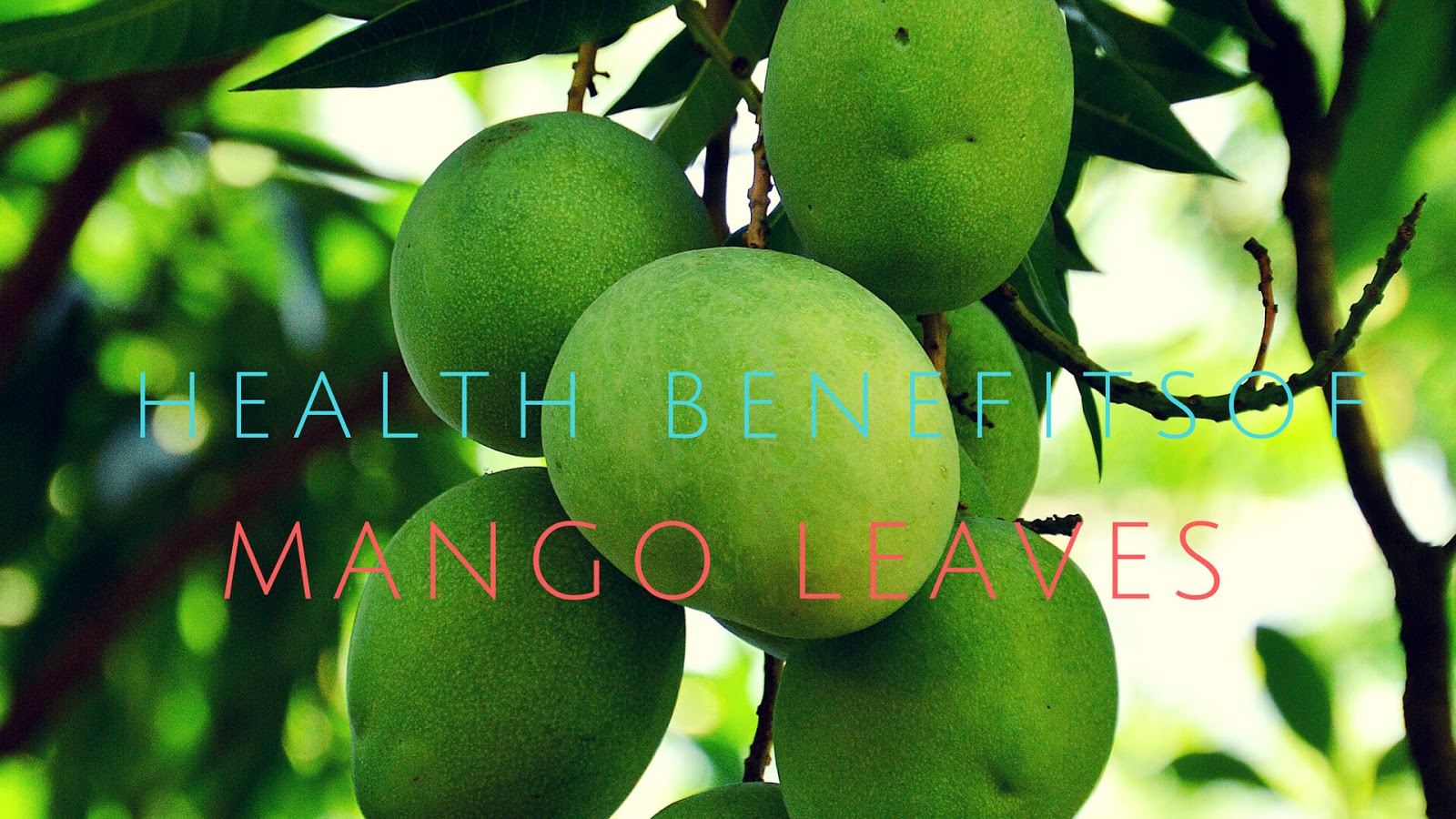 World's Top Health Benefits Of Mango Leaves HAFR
