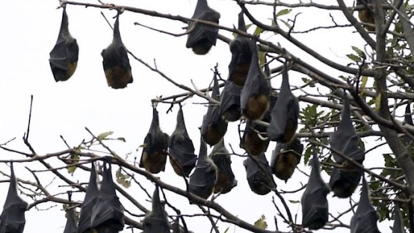 Los murcielagos estan cayendo de los arboles por la ola de calor en australia. Los murcielagos estan cayendo de los arboles por la ola de calor en australia.