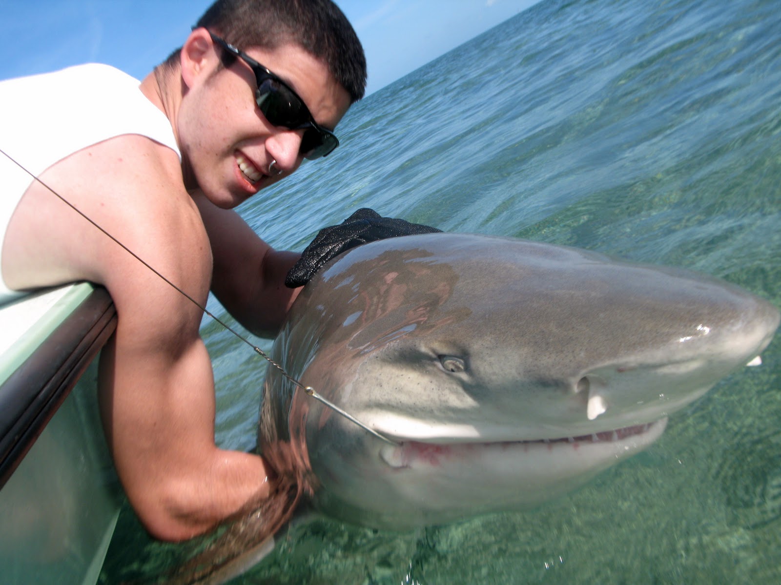 AnimalsBeautyMakeup Lemon Shark