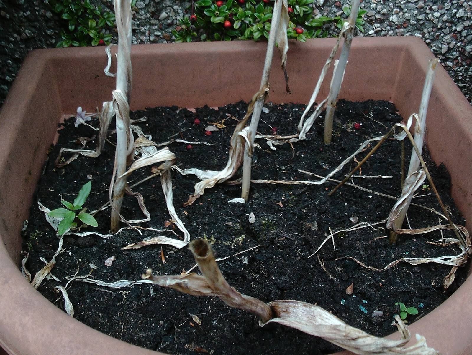 The Green Fingered Blog How to plant bulbs A Beginner's Guide