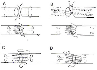 Learn Apparel : The Interlock Stitch