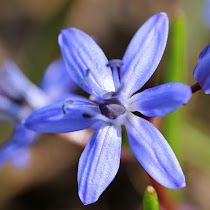 http://wild-flowers-of-europe.blogspot.nl/2015/03/scilla-bifolia.html