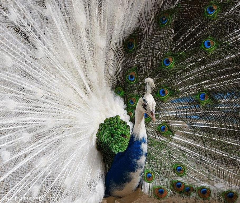 Wallpaper Hd Nice Peacock Images Free Download
