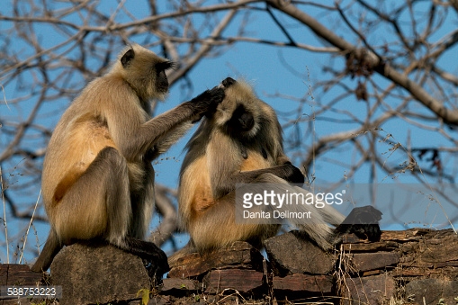 monkeys in rajasthan wild