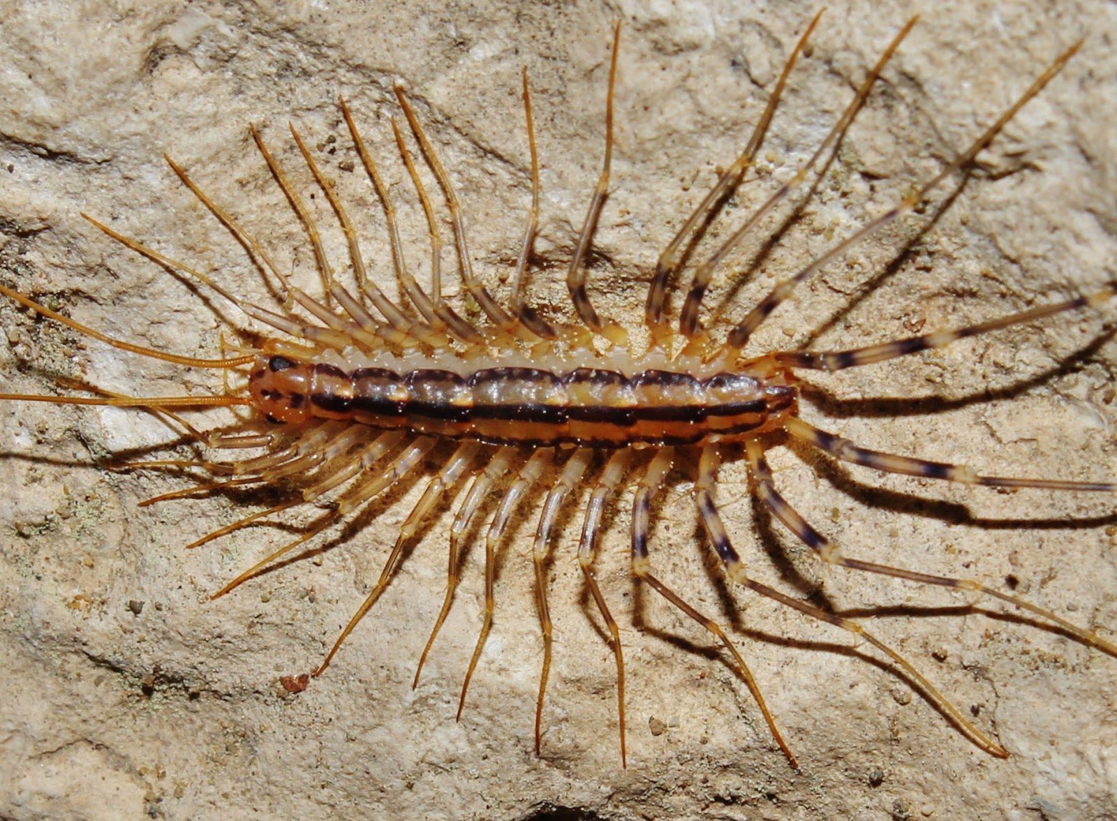 biodiversity-of-cyprus-by-ngo-protection-of-the-natural-heritage-and-the-biodiversity-of-cyprus