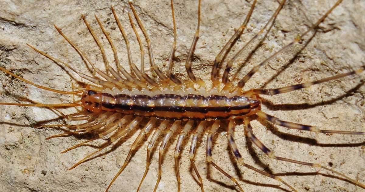 Biodiversity of Cyprus Η βιοποικιλότητα της Κύπρου